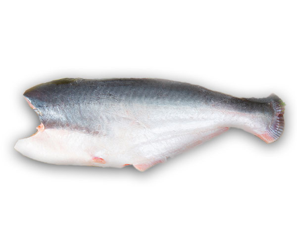 Pangasius HGT
